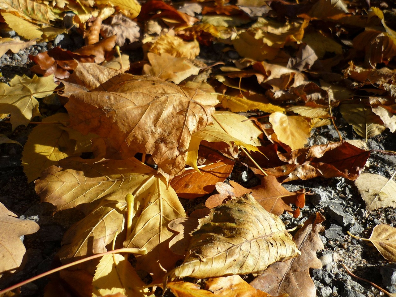 season, children, leaves